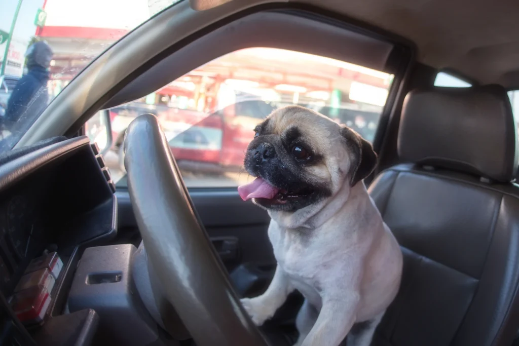 pug car seat