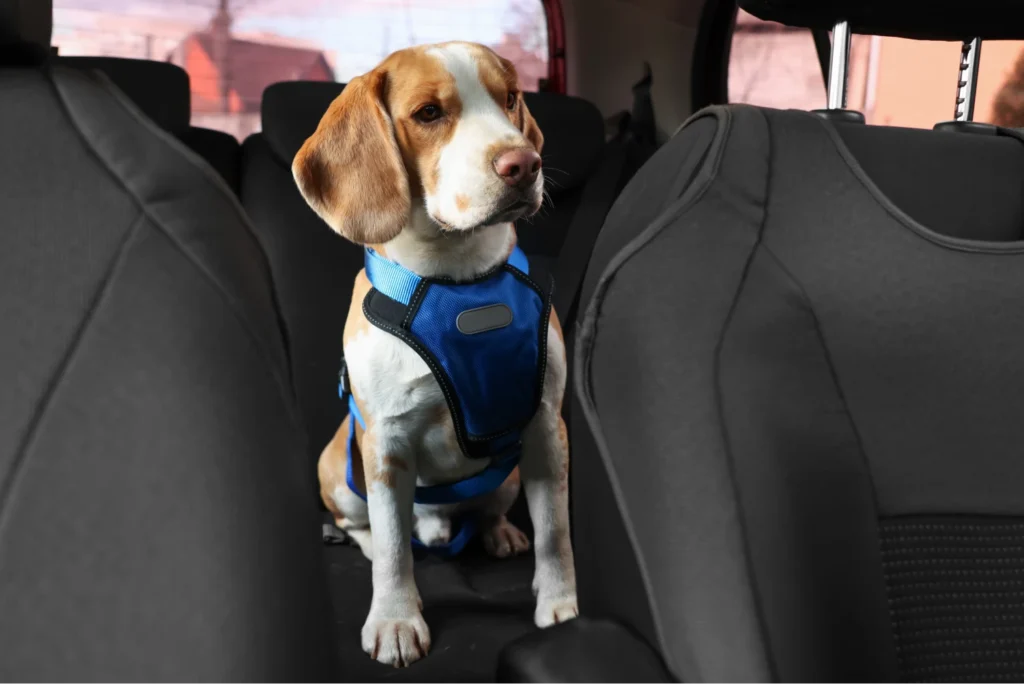 Ford F-Series Dog Car Seat Belt for Beagles