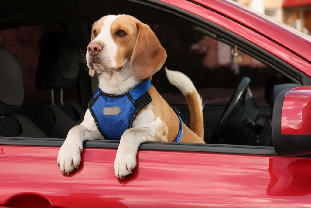 Ford F-Series Dog Car Seat Belt for Beagles