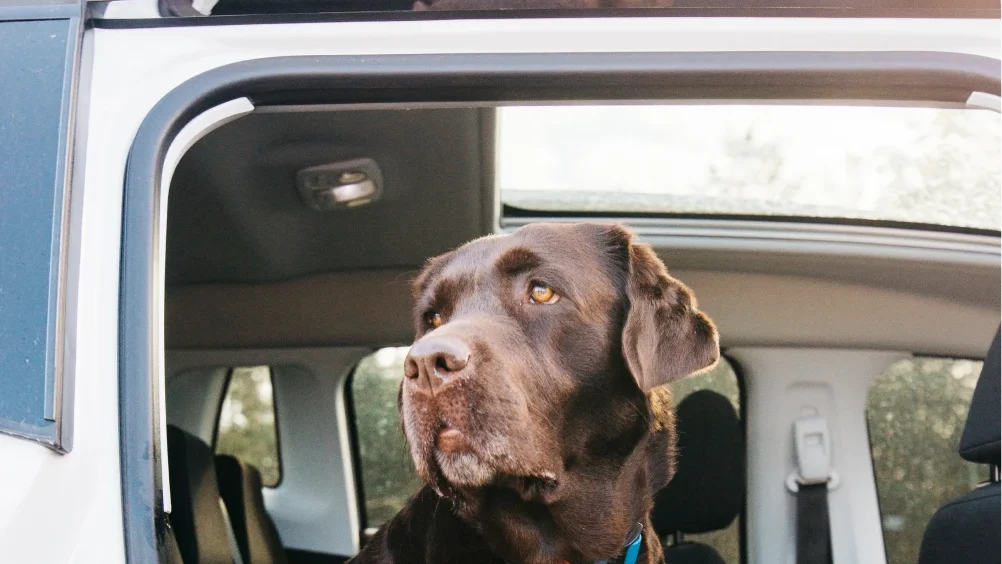 subaru forester dog seat cover