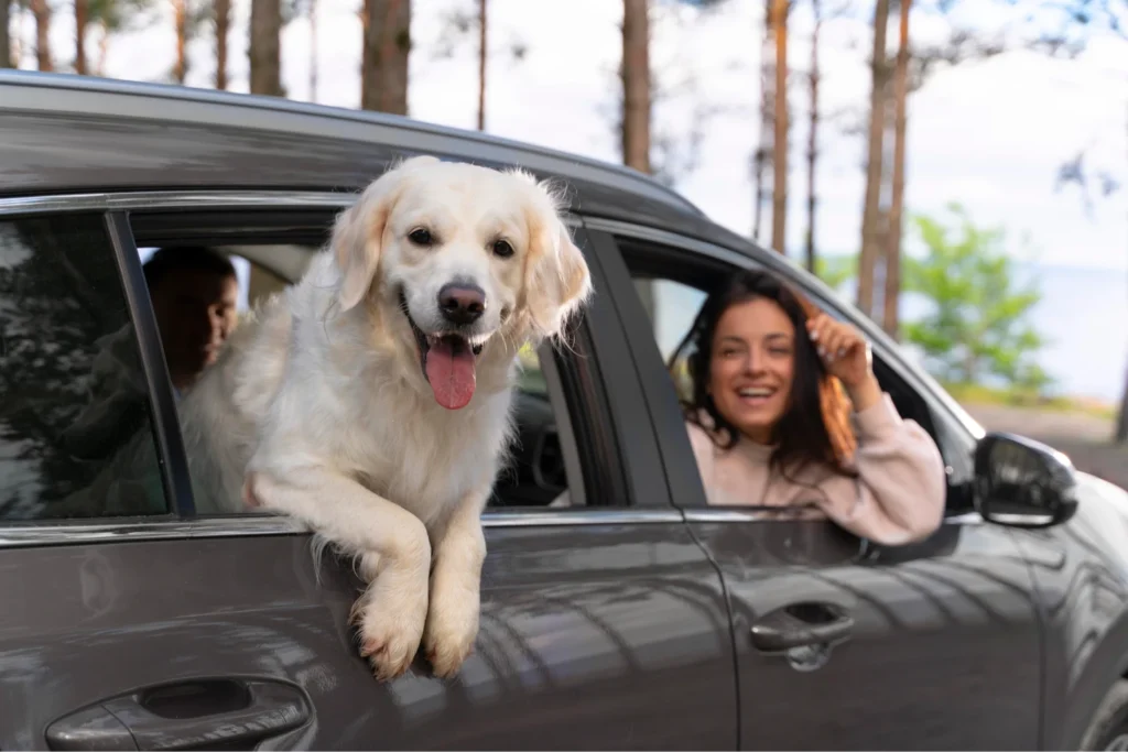 subaru forester dog seat cover